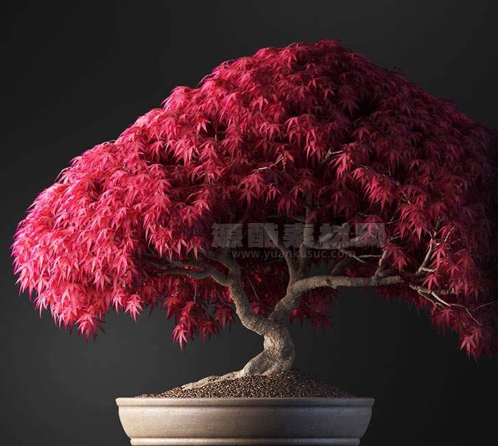 C4D模型-盆景模型红枫盆栽模型花树模型下载