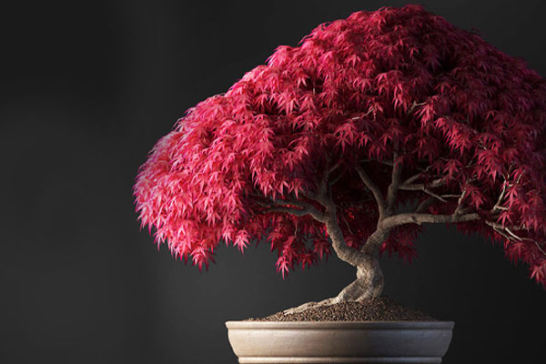 C4D模型-盆景模型红枫盆栽模型花树模型下载