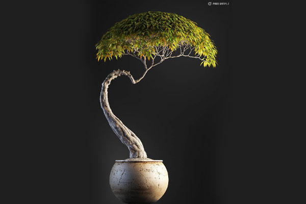 C4D模型-盆景模型盆栽树模型观赏树模型下载