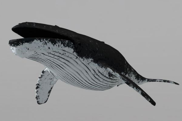 C4D动物模型-鲸鱼模型鲲模型含动画绑定