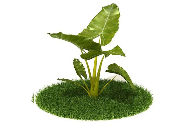 C4D植物模型-海芋模型绿植模型