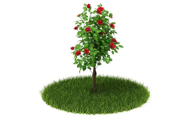 C4D模型-玫瑰花树模型玫瑰花模型