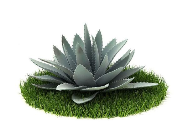 C4D植物模型-芦荟模型绿植模型