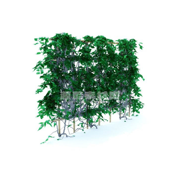 C4D常春藤模型绿植模型下载