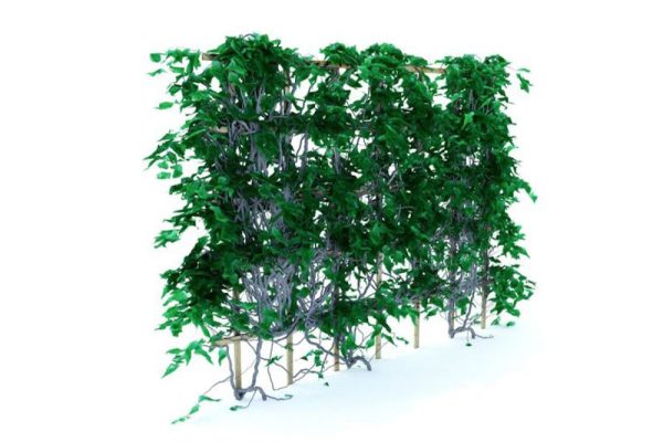 C4D常春藤模型绿植模型下载