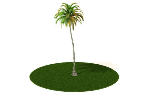 C4D模型-椰子树模型植物模型下载