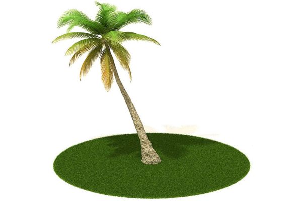 C4D倾斜的椰子树模型植物模型下载