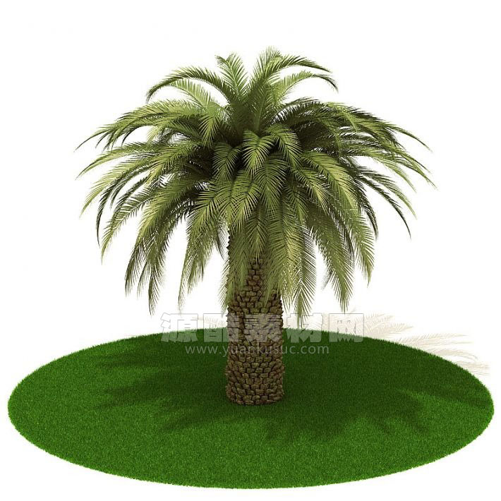 C4D海枣树模型植物模型下载