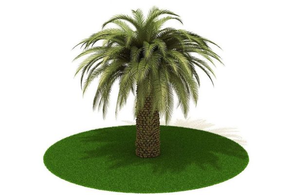 C4D海枣树模型植物模型下载