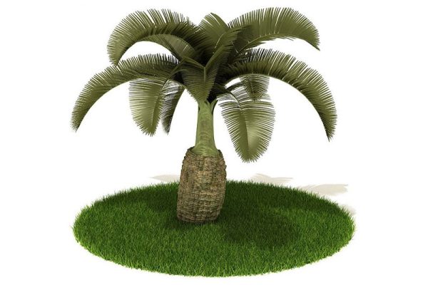 C4D酒瓶椰子树模型植物模型下载