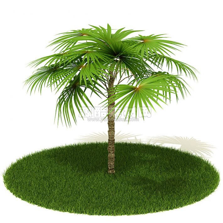棕榈模型棕树模型C4D模型下载