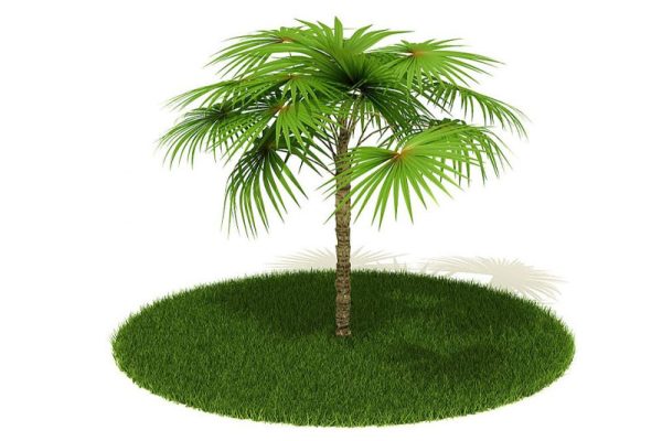 棕榈模型棕树模型C4D模型下载