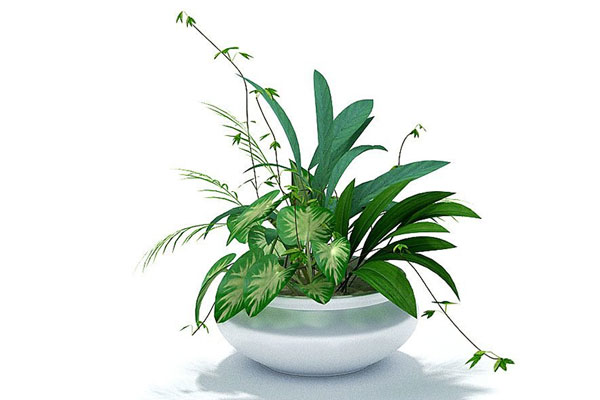 万年青模型盆栽模型C4D模型下载