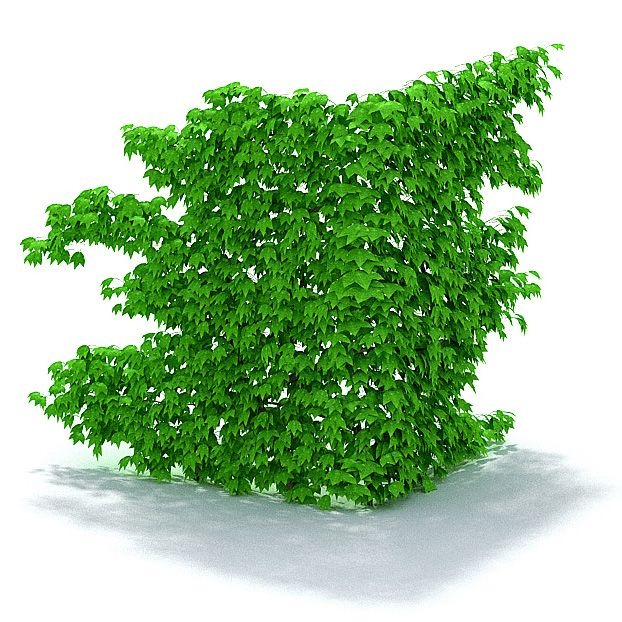 C4D植物模型-墙饰模型藤曼模型下载