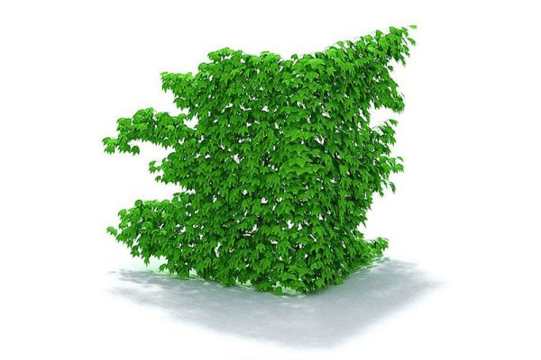 C4D植物模型-墙饰模型藤曼模型下载