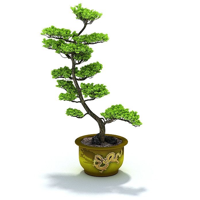 C4D绿植模型-迎客松模型盆栽盆景模型下载