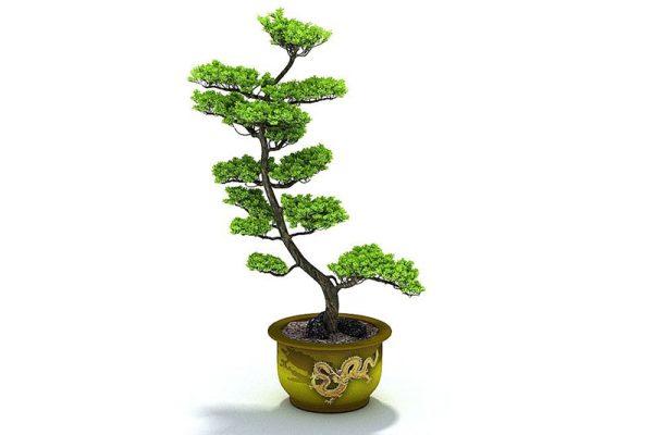 C4D绿植模型-迎客松模型盆栽盆景模型