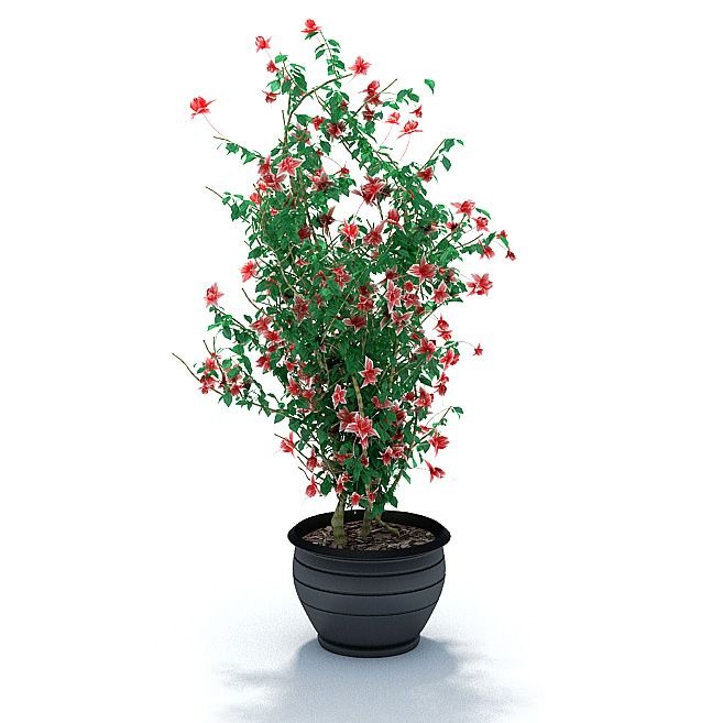 C4D植物模型-花卉模型盆景盆栽模型