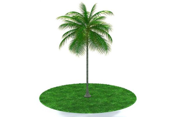 C4D植物模型-椰子树模型下载