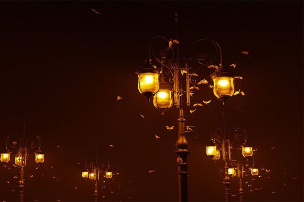 Blender插件-蝴蝶飞蛾群生成节点预设 Butterflies And Moths Asset For Blender