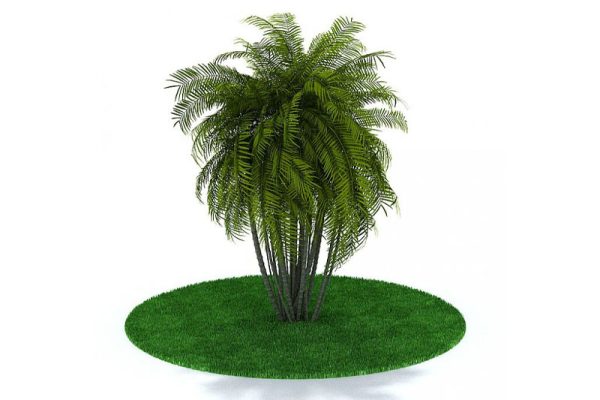C4D植物模型-棕榈树模型下载