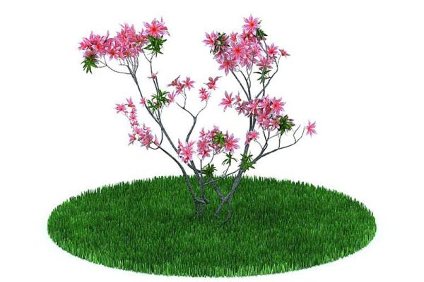 C4D模型-花树模型树木模型下载