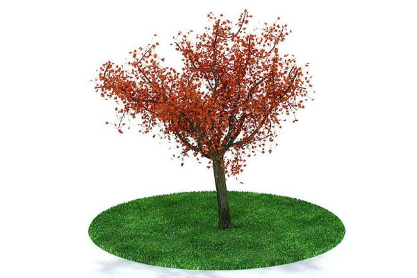 C4D枫树模型树木模型下载