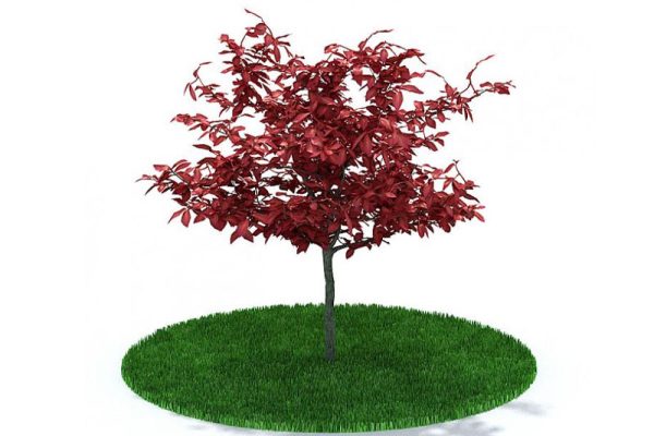 C4D树木模型大树模型下载