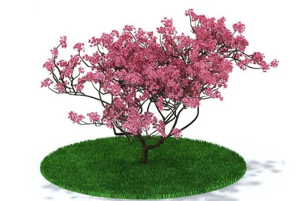 花树模模型树木模型C4D模型下载