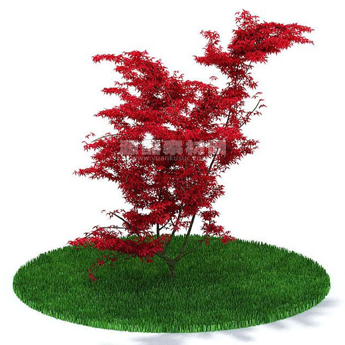 C4D模型-红叶树模型树木模型