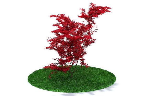 C4D模型-红叶树模型树木模型