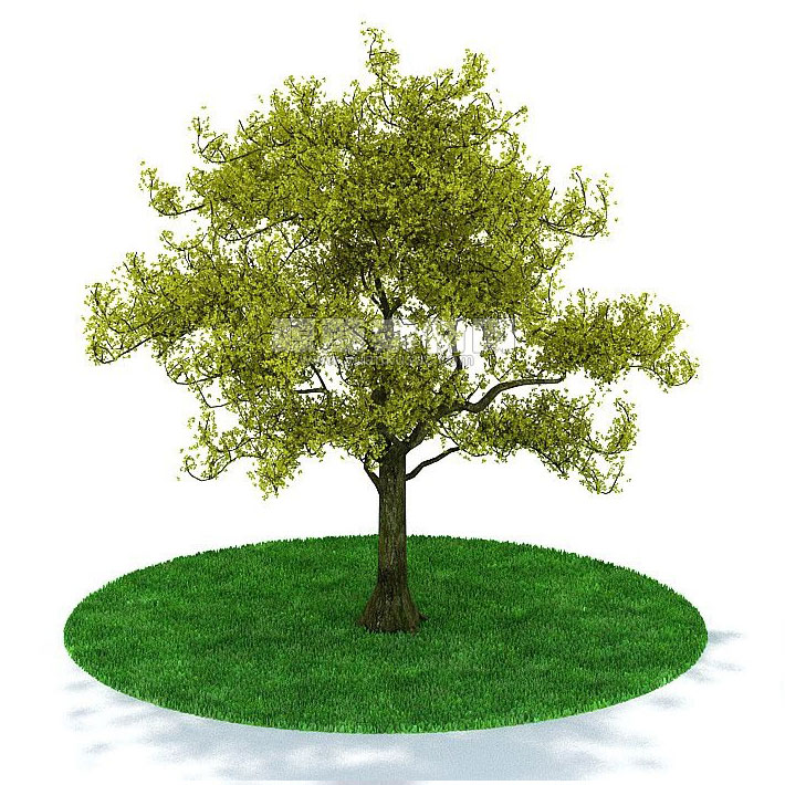 C4D模型-树木模型植物模型下载