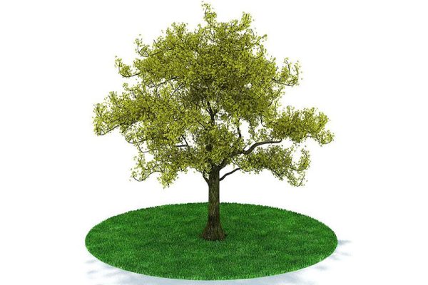 C4D模型-树木模型植物模型下载