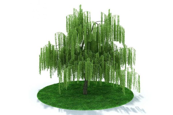 C4D模型-柳树模型树木模型