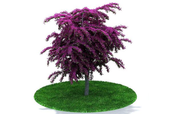 C4D植物模型-花树模型树木模型下载
