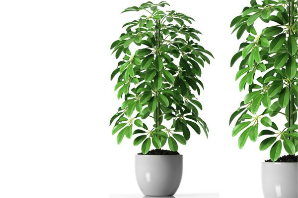 C4D落地盆栽模型盆景模型绿植模型下载