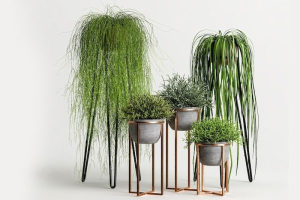 盆栽模型绿植模型C4D模型下载