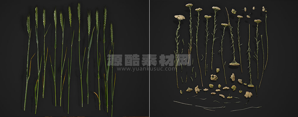 10G植物香料花等真实纹理贴图植物贴图材质下载