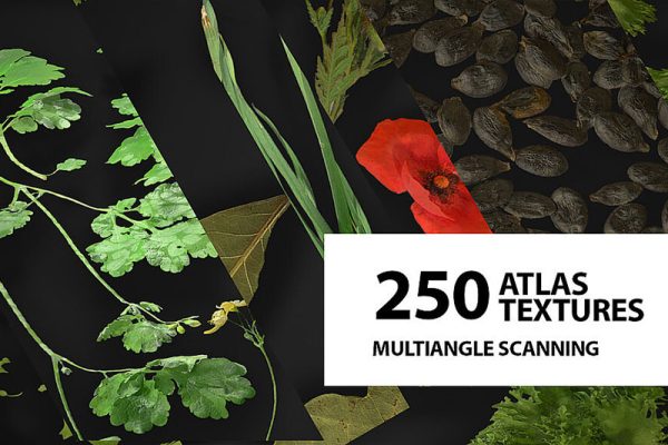 10G植物香料花等真实纹理贴图植物贴图材质下载