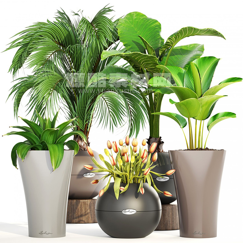 C4D模型-棕榈旅人蕉模型落地盆栽模型盆景模型