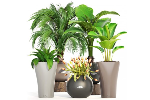 C4D模型-棕榈旅人蕉模型落地盆栽模型盆景模型