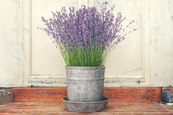 C4D模型-盆栽模型紫花模型下载