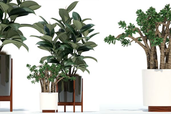 C4D盆栽模型盆景模型绿植模型下载