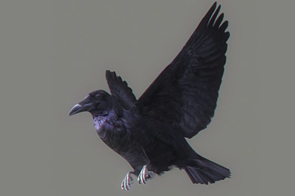 C4D模型-带绑定乌鸦模型鸟模型