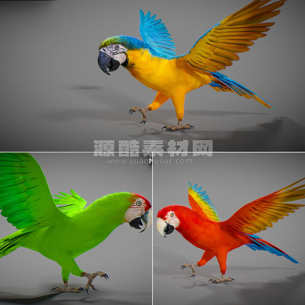 C4D模型-3只带绑定带动画鹦鹉模型动物模型