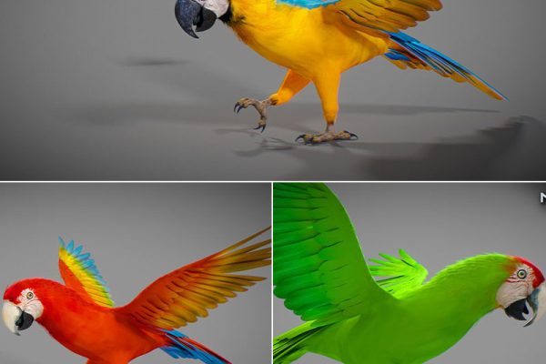 C4D模型-3只带绑定带动画鹦鹉模型动物模型