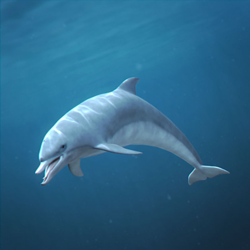 C4D带绑定海豚模型海洋动物模型