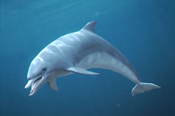 C4D模型-带绑定海豚模型海洋动物模型