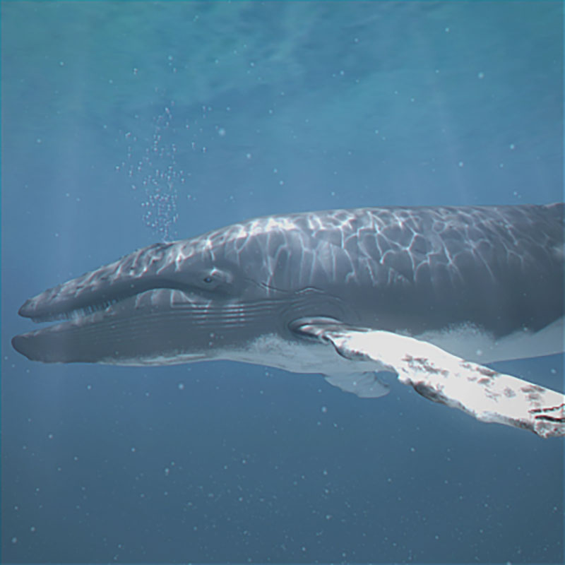 C4D模型-带绑定鲸鱼模型海洋动物模型