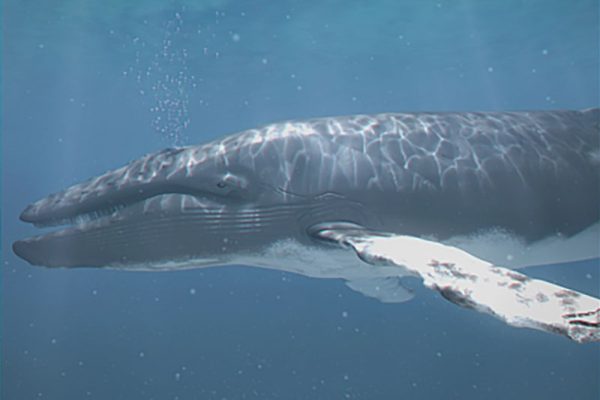 C4D模型-带绑定鲸鱼模型海洋动物模型